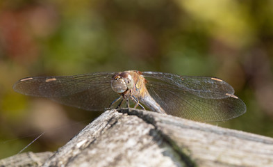 Common Darter