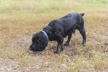 Cocker terrier stands on grass in a park in autumn