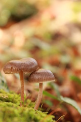 Um belo par de cogumelos