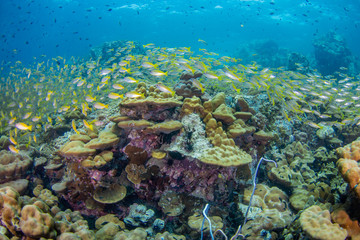Naklejka na ściany i meble School of Yellow-stripe scad, Yellow-stripe trevally with coral reef .underwater