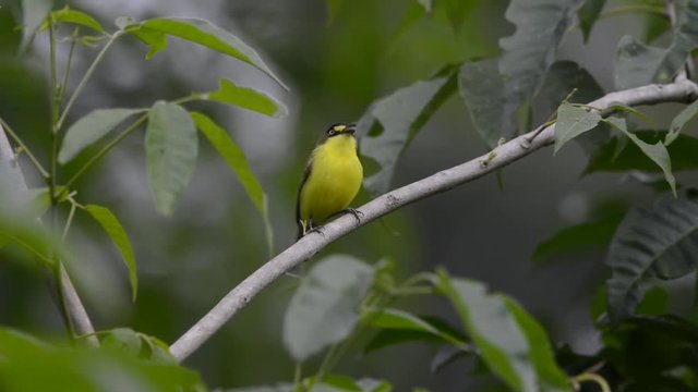 Yellow lored Tody Flycatcher bird perched on a branch. Bird shakes its head and looks around. Sing and fly out of the image.