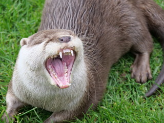 Otter zeigt die Zähne