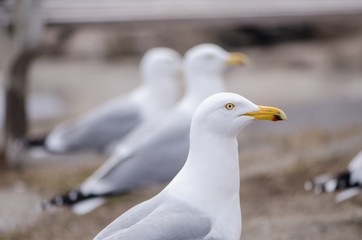 Flocks of seagulls fight and squawk over food near the Atlantic Ocean on the coast of Maine