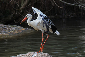 Storch Adebar