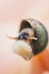 Sea Snail