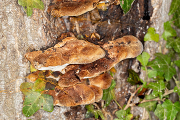 Bracket Fungus