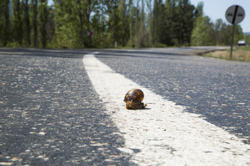 Snail crawling slowly to across the road. Snail on the road.