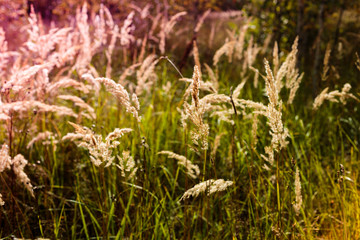 Ears of field wild grass as background. Autumn background. Selective focus