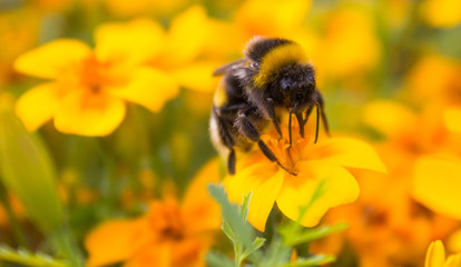 Bumblebee collects nectar from a yellow flower. Bumblebee on a flower. Small insect.