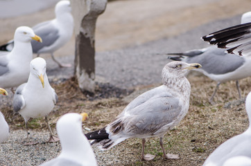 Obraz premium Flocks of seagulls fight and squawk over food near the Atlantic Ocean on the coast of Maine