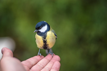 Naklejka premium Little bird tit sitting on the outstretched palm