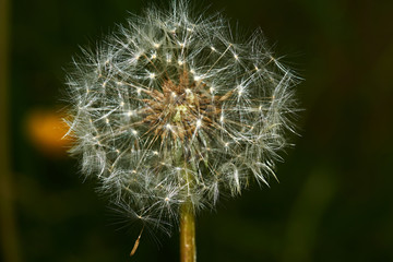 Dandelion in the flowering period is shown in close-up. Selected individual seeds with air legs, which are detached from the flower under gusts of wind. Macro, Russia, Moscow region, nature, flowers.
