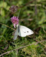 Small White Butterfly