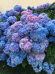 ortensie fiori bellissimi profumo quadro fiori fiorito blu viola colori 