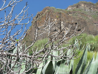 Vegetation Teneriffa
