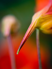 Red beak (Skanstull)