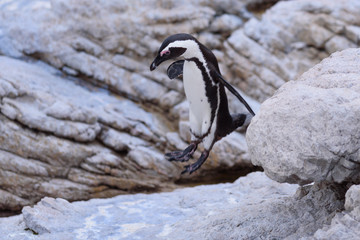 penguin Spheniscus demersus in south africa 