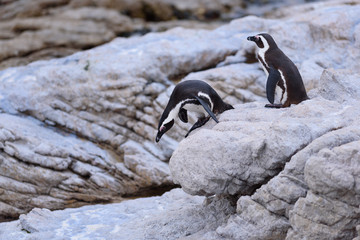 penguin Spheniscus demersus in south africa 