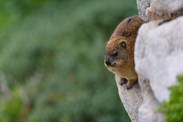 cute Dassie sitting on cliff - Klippschliefer Africa Safari 