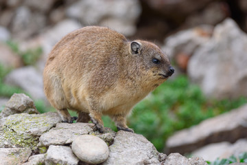 cute Dassie sitting on cliff - Klippschliefer Africa Safari 