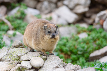cute Dassie sitting on cliff - Klippschliefer Africa Safari 