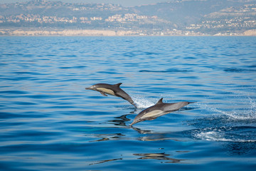Naklejka premium Dolphins playing and leaping