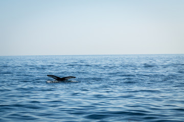Humpback whale tail in ocean