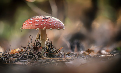 Amanita muscaria fly agaric red mushrooms with white spots in grass