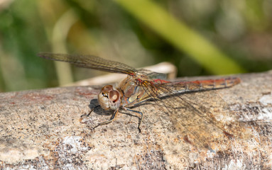 Common Darter