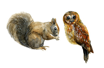 Squirrel and owl watercolor illustration for decor postcard, posters, lettering, invitations and etc.