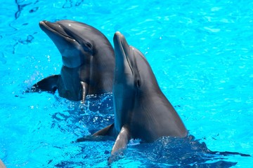 Two dolphins performing in a dolphin show © tom