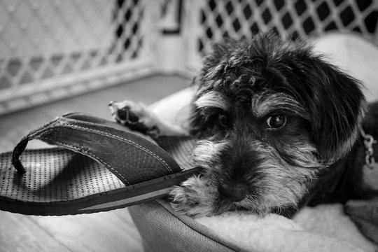 Yorkiepoo Eating a Flip Flop