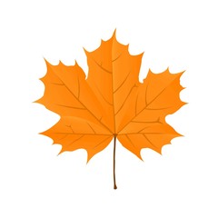 Obraz premium Autumn bright orange maple leaf on a white background. Vector illustration