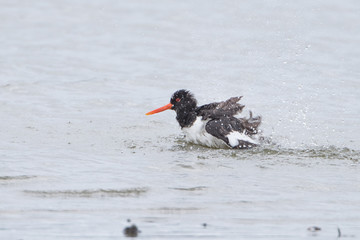 Oystercatcher Bathing