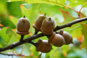 Acorns on the tree. Autumn time.