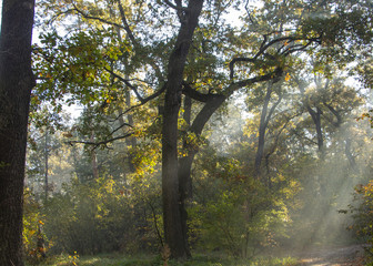 Obraz premium Morning freshness in a beautiful autumn face, a ray of sunshine passes through the branches of redays at dawn