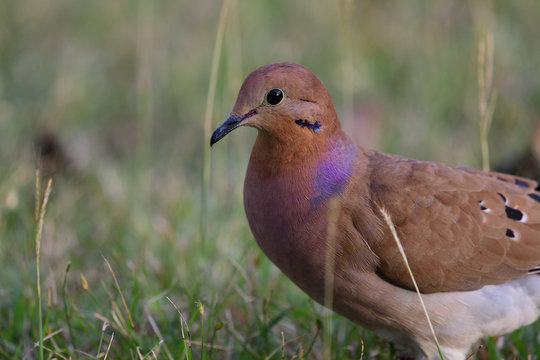 Portrait of a zenaida dove (zenaida aurita) in the grass