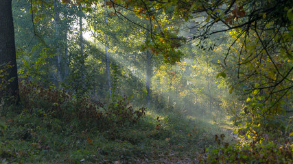 Morning freshness in a beautiful autumn face, a ray of sunshine passes through the branches of redays at dawn