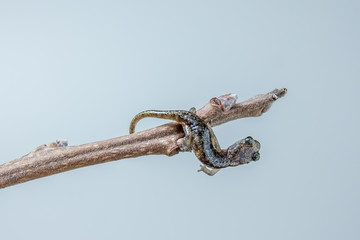 Northwestern Salamander baby on tree branch