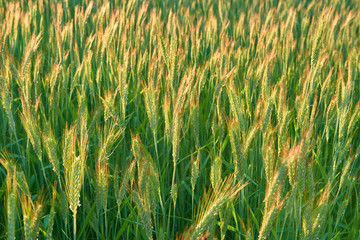 Wheat ears swaying in the wind. The light of the setting sun