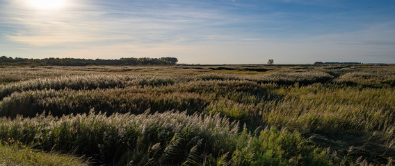 Norfolk Coastal Marshes