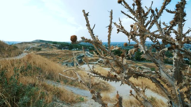 Carduus crispus. Dried thistle thorny plant on the outskirts of the city. The plant sways in the wind.