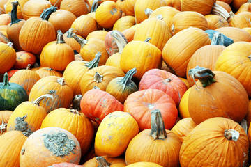 Diverse assortment of pumpkins outdoor. Autumn harvest