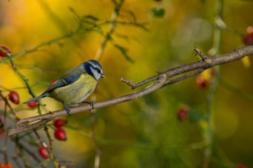 Close up photo of Great tit bird with autumn blurry foliage as background