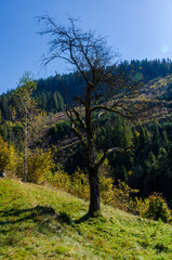 Carpathian mountains in sunny day in the autumn season