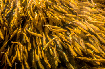 A lot of gold trout floating in a pond on a trout farm