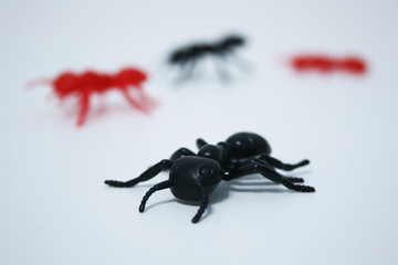 ANTS INVASSION
