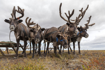 The extreme north, Yamal,   reindeer in Tundra , Deer harness with reindeer, pasture of Nenets © evgenii