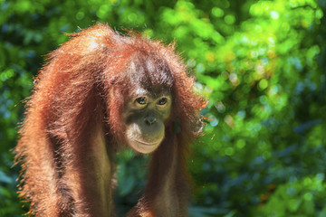 close-up of the orungutan, in the jungle of indonesia