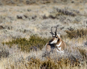 Pronghorn